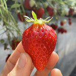 姫路ハートフル観光農園 - 