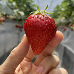 姫路ハートフル観光農園 - 