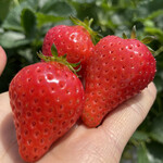 姫路ハートフル観光農園 - 