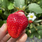 姫路ハートフル観光農園 - 