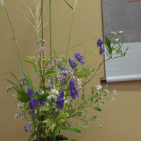 本湖月 -  本湖月 -