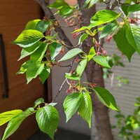 松川 - 
