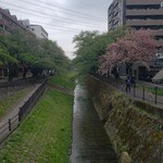 Kagonoya - 八重桜を残して、すっかり葉桜の乞田川