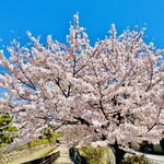 大鵬 - ◎京都二条城の満開の桜！