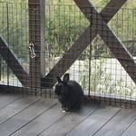 cafe 風車の丘 - テラス席にいたうさぎ君