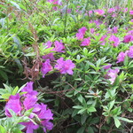 ラーメン二郎 - 近くで咲くツツジ