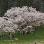 飛騨高山 中華そば専門店 M - ちょうど満開を迎えていた。