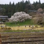 飛騨高山 中華そば専門店 M - 車窓から見える臥龍桜。龍が伏したような様からそう呼ばれる。