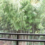 箱根 花紋 - 部屋からの竹林