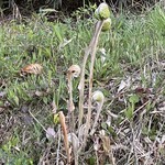 無鉄砲 - 駐車場の隣に山菜が伸びていました