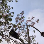 一〇そば - 一部まだ咲いてる！ｽｹﾞ~