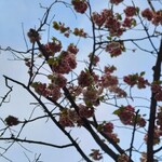 一〇そば - 昨夜の雨で縮んじゃったか？