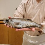 勢麟 - くろむつ