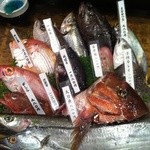 Gonza - ごんざ名物 大漁桶です。新鮮な魚がいっぱいです。