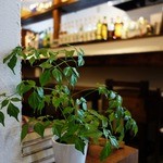 日和cafe - 店内の緑が鮮やかです