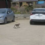 いろは食堂 - 駐車場です