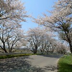 そばCafé なごみ - 風が吹くと花吹雪。見頃をちょいと過ぎたかな