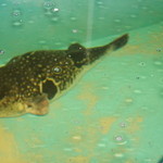 夕凪橋 多古安 - 角度を変えて