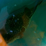 夕凪橋 多古安 - 角度を変えて