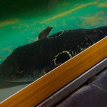 夕凪橋 多古安 - 角度を変えて