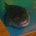 夕凪橋 多古安 - 超巨大河豚（6kg〜7kg？）