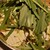 博多もつ鍋 幸 - 料理写真:和牛もつ鍋(一人前 1,628円)こちらは四人前 あっさり醤油ベースが幸の特徴