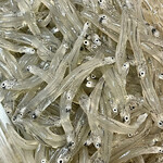 カネヒデ小林商店 - 生しらすはピッカピカの銀色　生き生きしてます