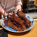 日本料理FUJI - 立派な伊勢海老