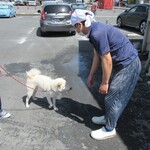 青竹手打ラーメン 日向屋 - 店主･飯塚ｸﾝに歩み寄る･･･忠犬･コタロー