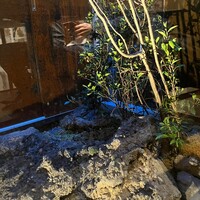 焼鳥 サイヒ - 足元から見える小庭