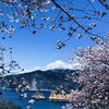 桜味堂 - 桜と海の向こうは富士山、のはずですが雲に隠れています^ ^、