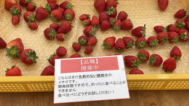 イチゴ ワールド（ICHIGO WORLD） - 山下（その他）の写真