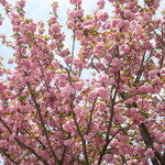 にかいや - 近くできれいに咲く八重桜