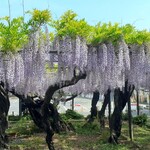 だるま寿司 - 竹鼻別院