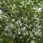 くつきそば 永昌庵 - 