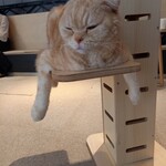 猫カフェ MOFF ヨドバシAkiba店 - 