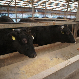 金剛園 コンゴウエン 土井 焼肉 ネット予約可 食べログ 金剛園 コンゴウエン 土井 焼肉 ネット予約可 食べログ