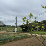 Shidano Sato - お店の前の田園風景・・・。