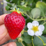 姫路ハートフル観光農園 - 