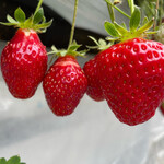 姫路ハートフル観光農園 - 