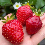 姫路ハートフル観光農園 - 