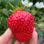 姫路ハートフル観光農園 - 