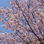 Sapporo Gyouzaseizousho - 花びらを少しアップで。ソメイヨシノのモコモコした花付きでは無いでしょ。