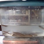 てんたけ - 残されたドジョウさんたち