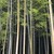 竹zen - その他写真:お店のすぐ裏手には荘厳な竹林が‼️