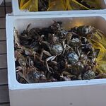 一条流がんこ総本家分家四谷荒木町 - 藻屑ガニ２０キロ