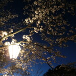 Saninkaisen Robata Kaba - 錦公園の夜桜