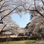 Il Filo - 弘前公園の桜(ﾊｰﾄ)