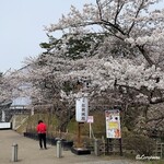 Il Filo - 弘前公園の桜②