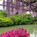 ひろちゃんラーメン - ツツジも藤も綺麗です☆